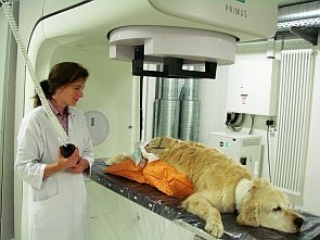 Tumortherapie_beim_Hund_im_Tiergesundheitszentrum_Grussendorf_295