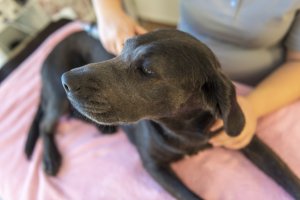 Hund in der physiotherapeutischen Behandlung