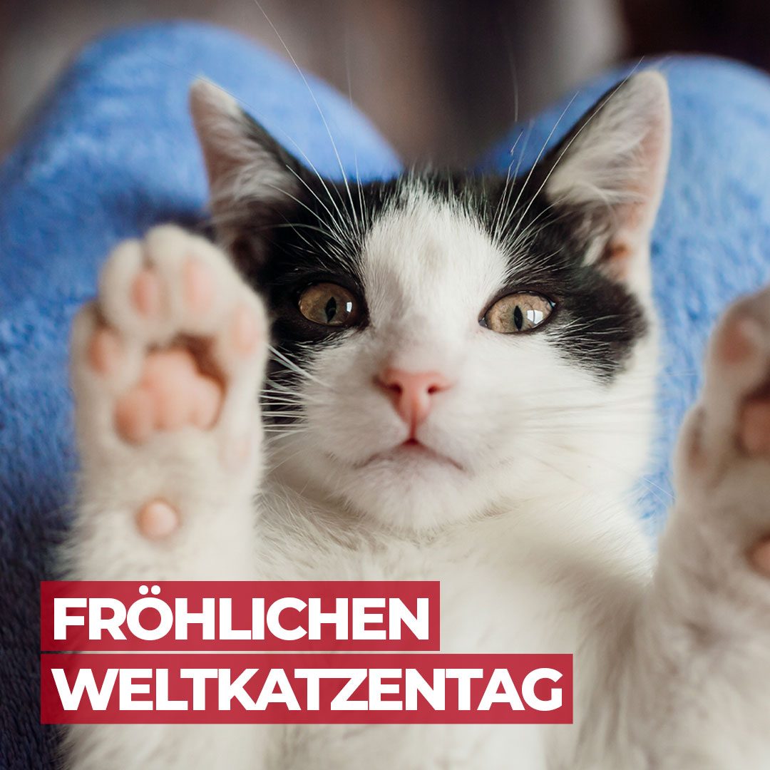 Weltkatzentag Bilder: Die perfekte Möglichkeit, deine Liebe zu Katzen zu teilen!